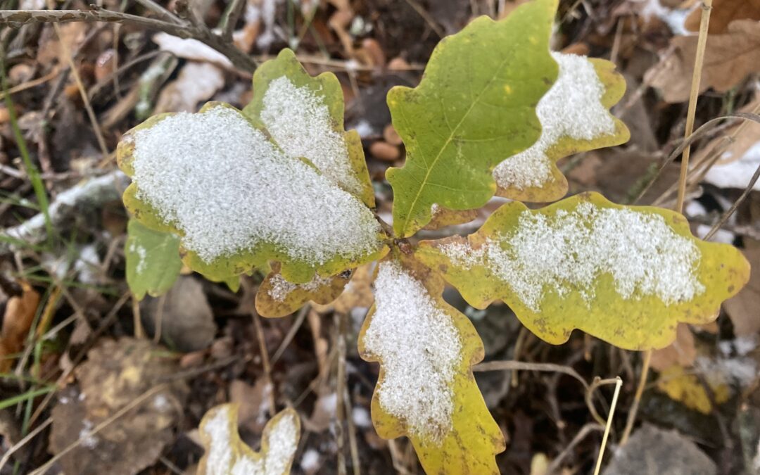 pieni tammen taimi, jonka lehdet lumen peitossa